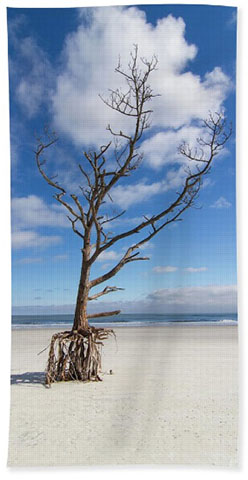 Purchase Talbot Island Stilt Tree #2 beach towel