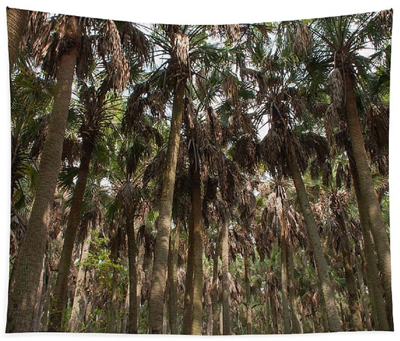 Palm Cathedral by Paul Rebmann wall tapestry