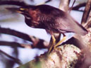 GREEN HERON