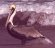 BROWN PELICAN