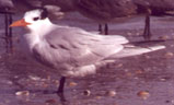 Royal Tern on beach