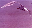 Royal Tern flying away