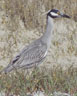 YELLOW-CROWNED NIGHT HERON